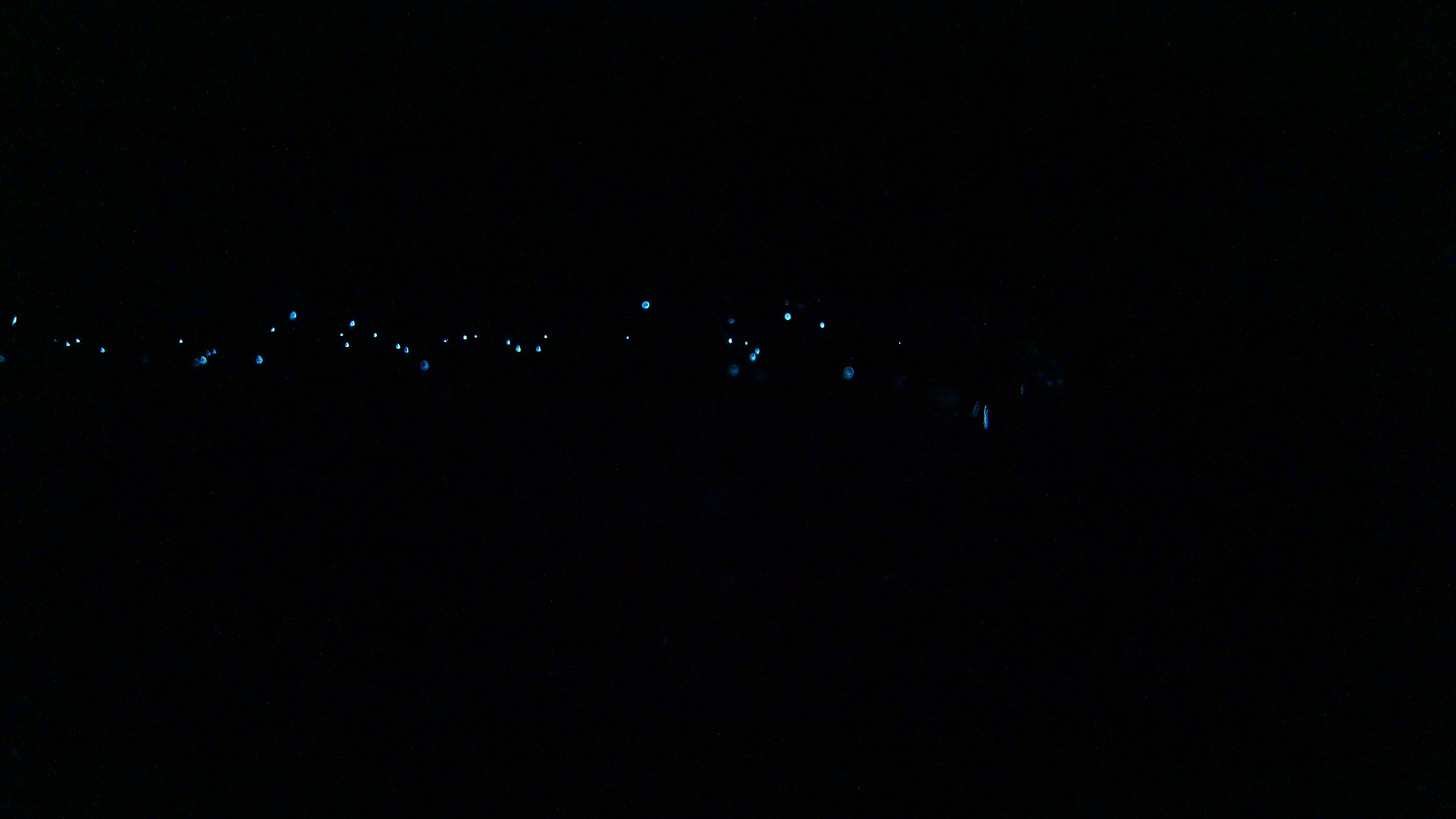 Sigve morildblink.jpg